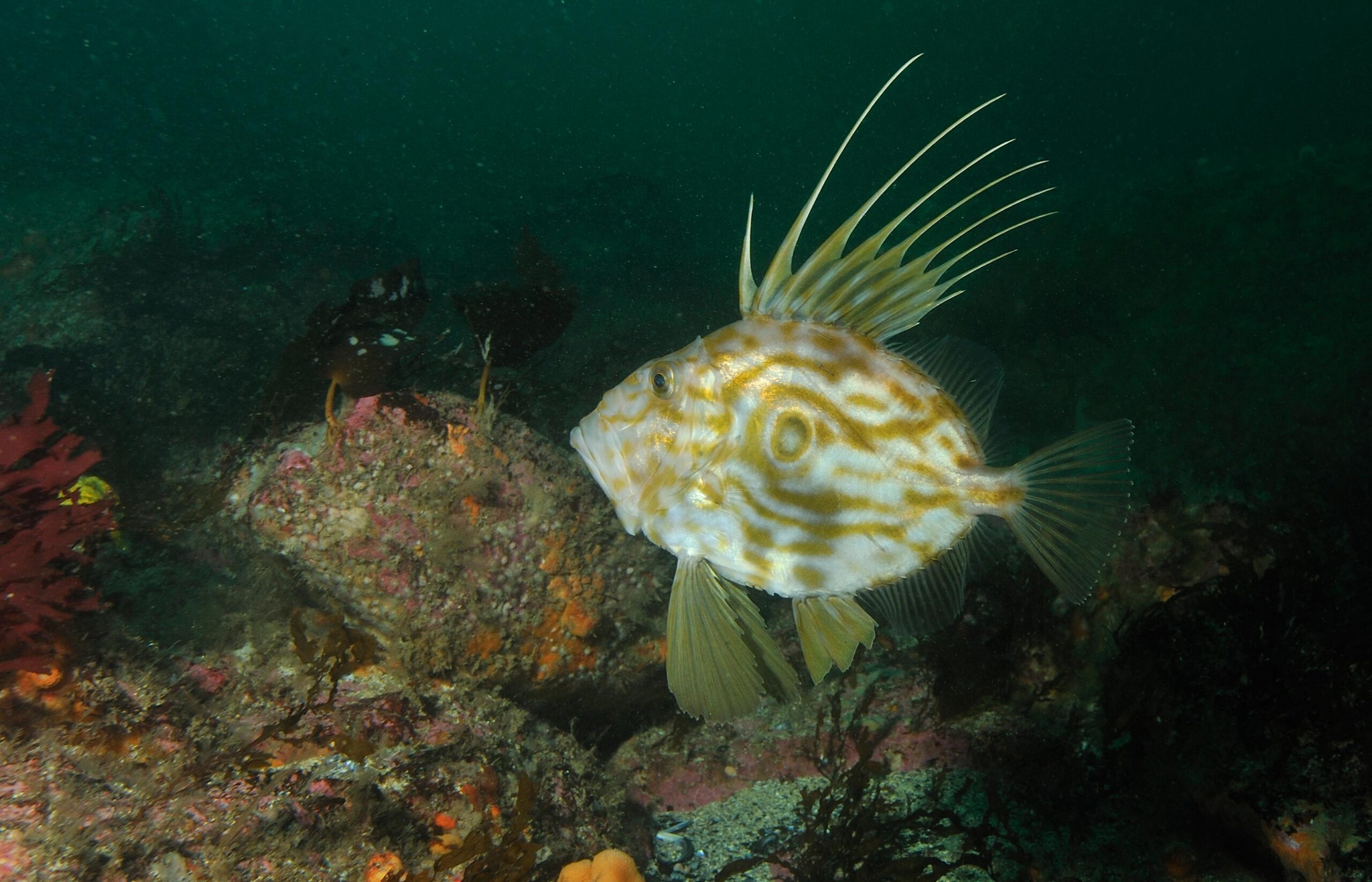 Dory (Zeus faber) |commons:File:Saint-Pierre (Zeus faber) (Ifremer 00555-66734 - 44448).jpg