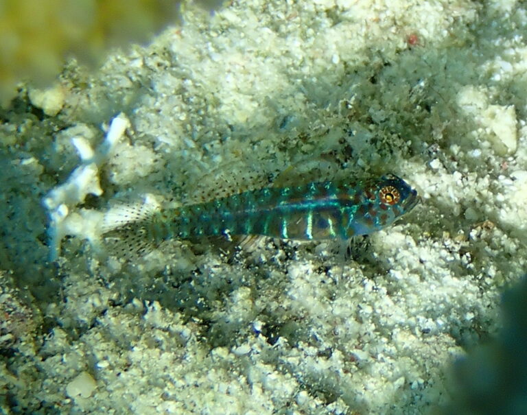 dotted dwarfgoby (Eviota punctulata) |commons:File:Eviota punctulata.jpg
