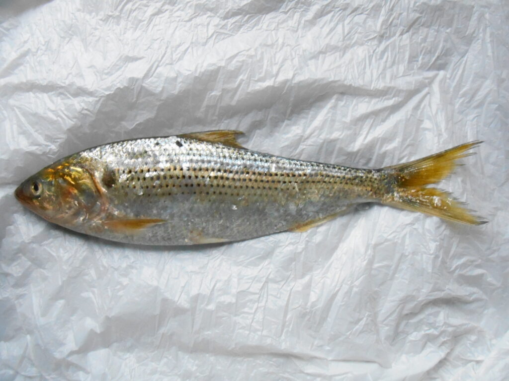 Dotted Gizzard Shad (Konosirus punctatus) |commons:File:Konosirus punctatus.JPG