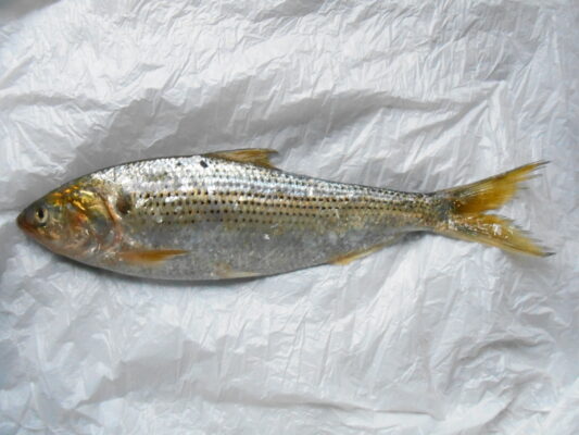 Dotted Gizzard Shad (Konosirus punctatus) |commons:File:Konosirus punctatus.JPG