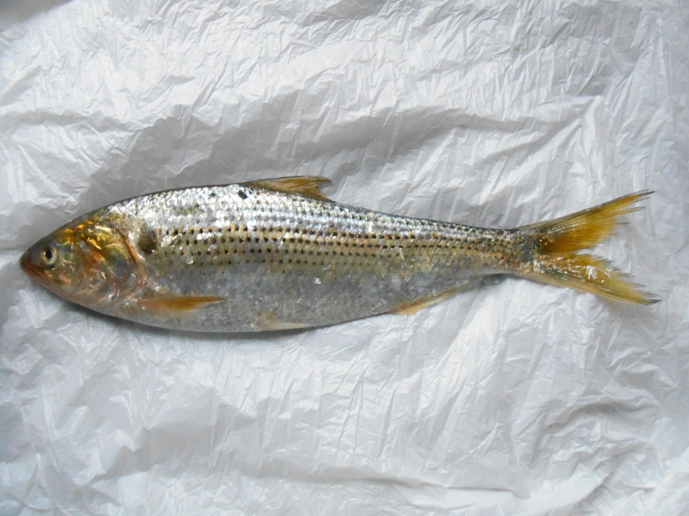 Dotted Gizzard Shad (Konosirus punctatus) |commons:File:Konosirus punctatus.JPG