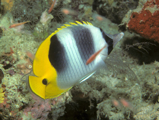Double Saddle Butterflyfish (Chaetodon ulietensis) |commons:File:Bep chaetodon ulietensis.jpg