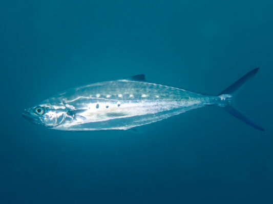Doublespotted Queenfish (Scomberoides lysan) |commons:File:Double-spotted queenfish (Scomberoides lysan) (48812954291).jpg