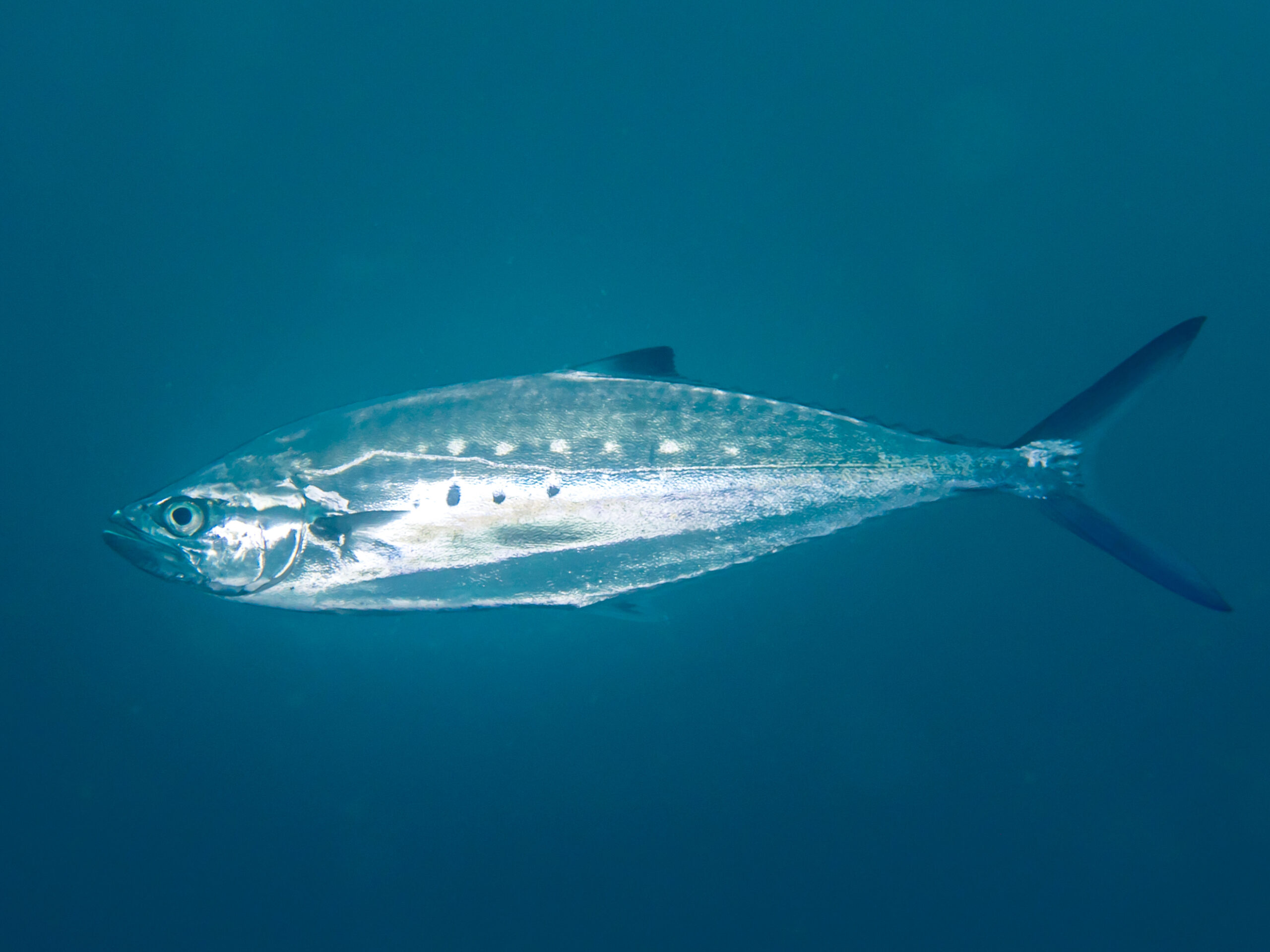 Doublespotted Queenfish (Scomberoides lysan) |commons:File:Double-spotted queenfish (Scomberoides lysan) (48812954291).jpg