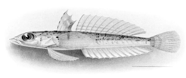 Draconetta xenica (Draconetta xenica) |commons:File:Draconetta xenica.jpg