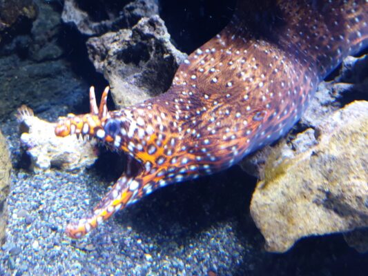 Dragon Moray Eel (Enchelycore pardalis) |commons:File:Anguilliformes - Enchelycore pardalis - 2.jpg