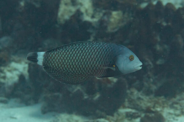 Dragon Wrasse (Novaculichthys taeniourus) |commons:File:Lábrido (Novaculichthys taeniourus), Zanzíbar, Tanzania, 2024-05-31, DD 15.jpg