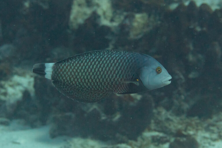 Dragon Wrasse (Novaculichthys taeniourus) |commons:File:Lábrido (Novaculichthys taeniourus), Zanzíbar, Tanzania, 2024-05-31, DD 15.jpg
