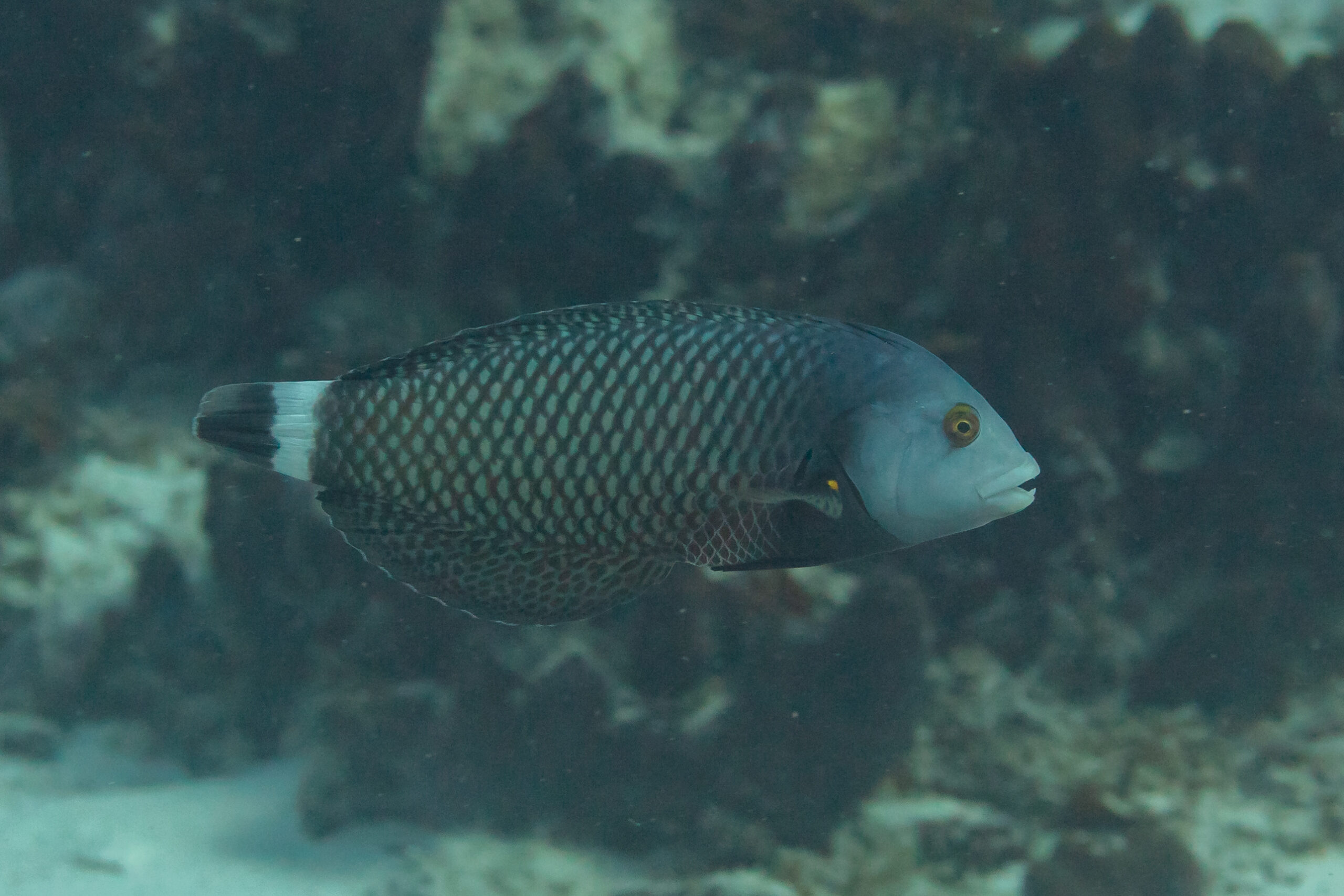 Dragon Wrasse (Novaculichthys taeniourus) |commons:File:Lábrido (Novaculichthys taeniourus), Zanzíbar, Tanzania, 2024-05-31, DD 15.jpg