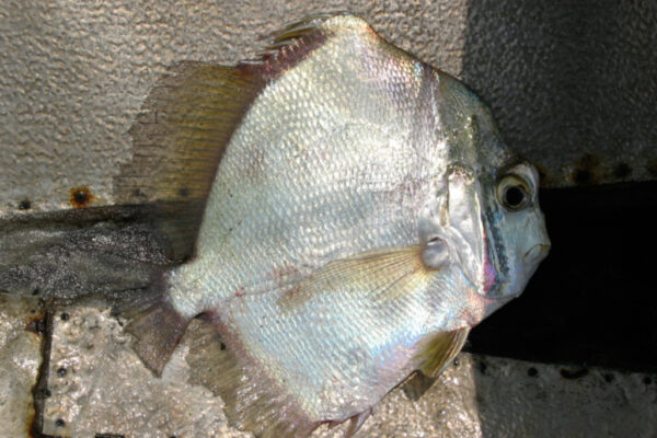 Drepane africana (Drepane africana) |commons:File:Drepane africana.jpg