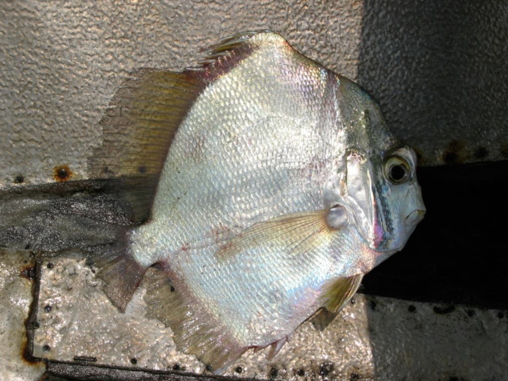 Drepane africana (Drepane africana) |commons:File:Drepane africana.jpg