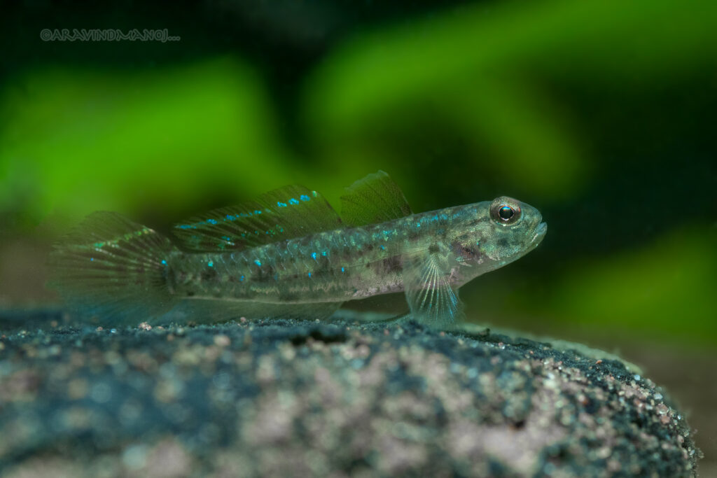 Drombus globiceps (Drombus globiceps) |commons:File:Drombus globiceps.jpg