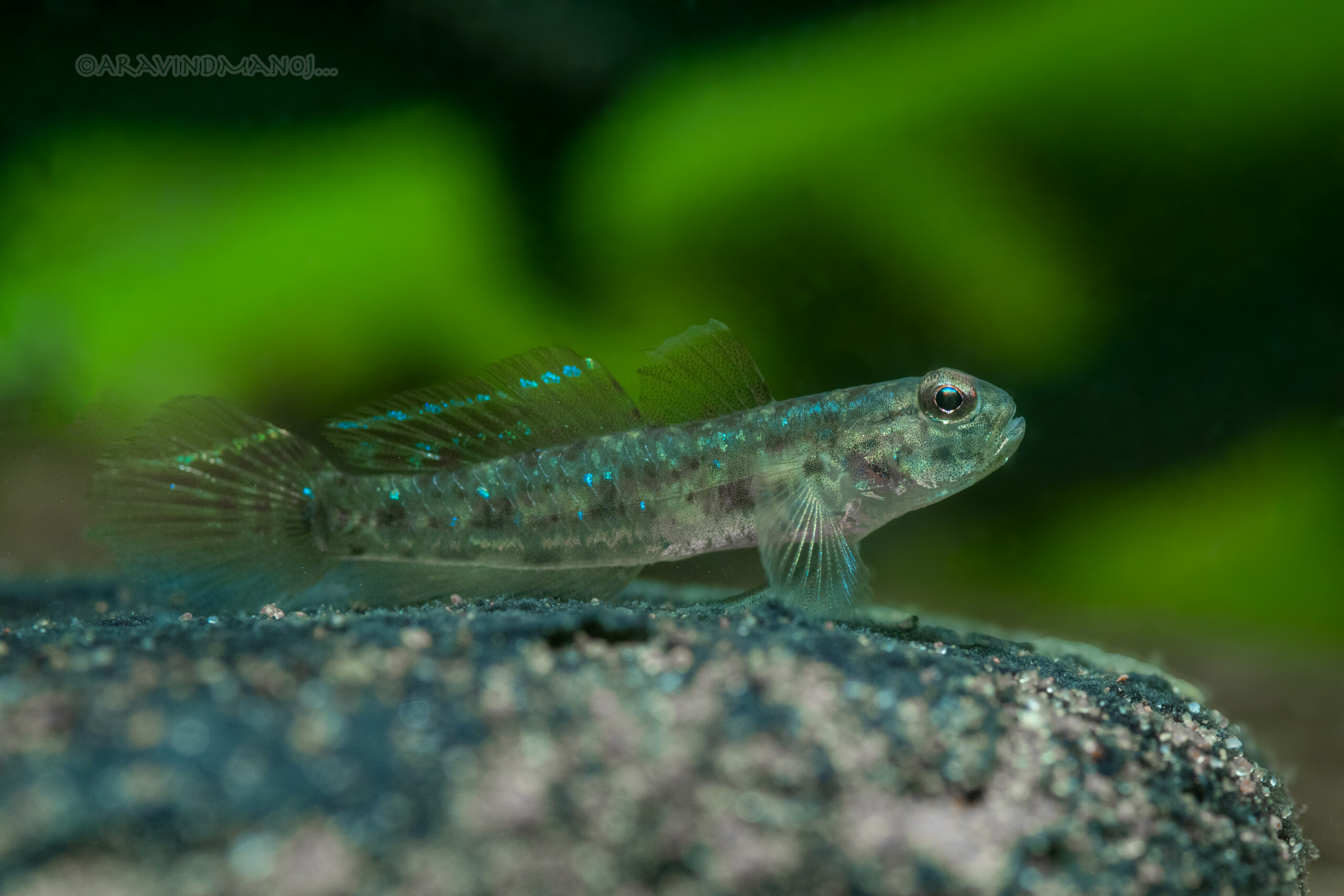 Drombus globiceps (Drombus globiceps) |commons:File:Drombus globiceps.jpg