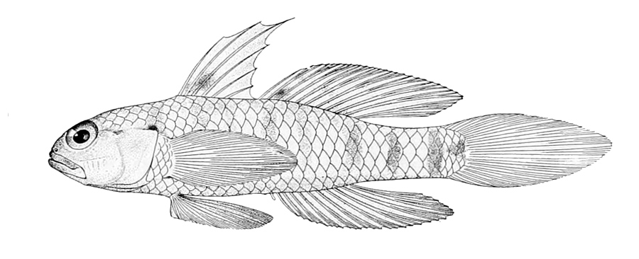 Drombus ocyurus (Drombus ocyurus) |commons:File:Drombus ocyurus.jpg