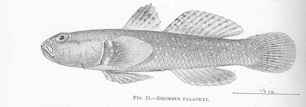 Drombus palackyi (Drombus palackyi) |commons:File:FMIB 47489 Drombus palackyi.jpeg