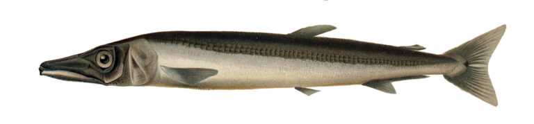 Duckbill Barracudina (Magnisudis atlantica) |commons:File:Magnisudis atlantica.jpg