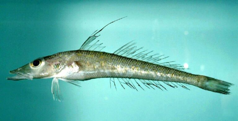 Duckbill Flathead (Bembrops anatirostris) |commons:File:Longnose duckbill ( Bembrops anatirostris ).jpg