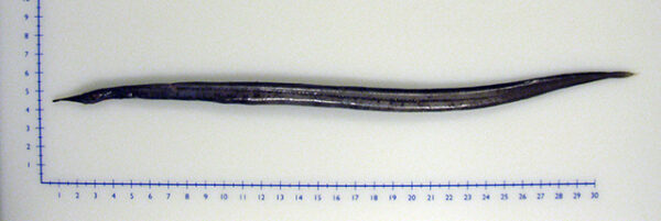 Duckbill Oceanic Eel (Nessorhamphus ingolfianus) |commons:File:Nessorhamphus ingolfianus.jpg