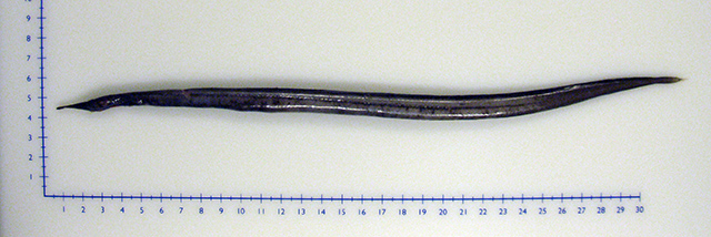 Duckbill Oceanic Eel (Nessorhamphus ingolfianus) |commons:File:Nessorhamphus ingolfianus.jpg