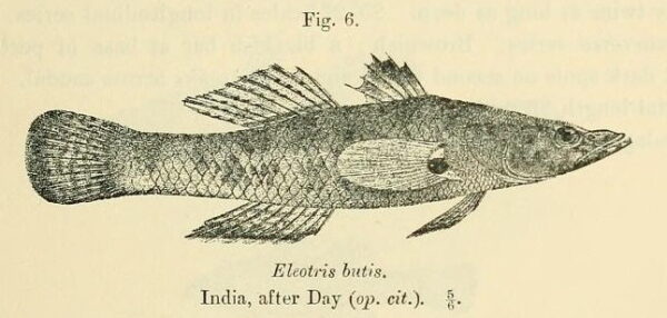 Duckbill Sleeper (Butis butis) |commons:File:Butis butis.jpg