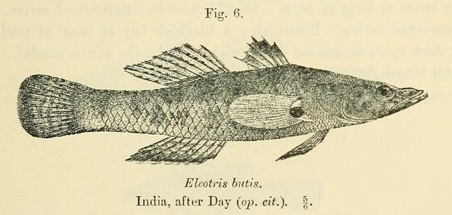 Duckbill Sleeper (Butis butis) |commons:File:Butis butis.jpg