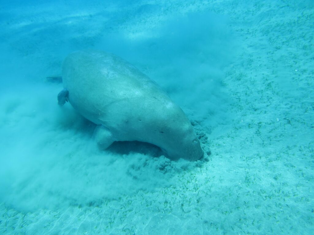 Dugong Dugong dugon