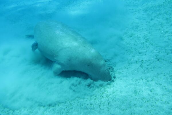 Dugong Dugong dugon