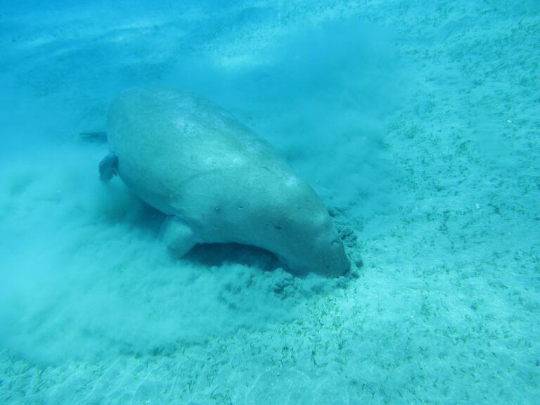 Dugong Dugong dugon