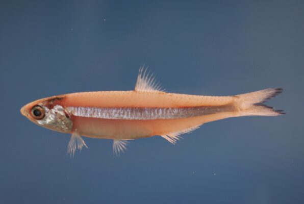dusky anchovy (Anchoa lyolepis) |commons:File:Dusky anchovy ( Anchoa lyolepis ).jpg