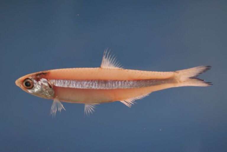 dusky anchovy (Anchoa lyolepis) |commons:File:Dusky anchovy ( Anchoa lyolepis ).jpg