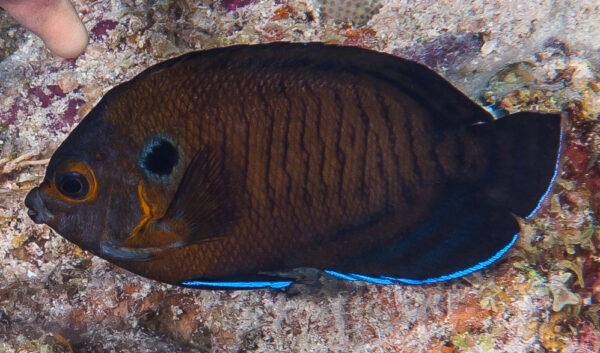 Dusky Angelfish (Centropyge multispinis) |commons:File:Brown Pygmy Angelfish - Centropyge multispinis.jpg