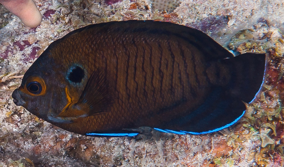 Dusky Angelfish (Centropyge multispinis) |commons:File:Brown Pygmy Angelfish - Centropyge multispinis.jpg
