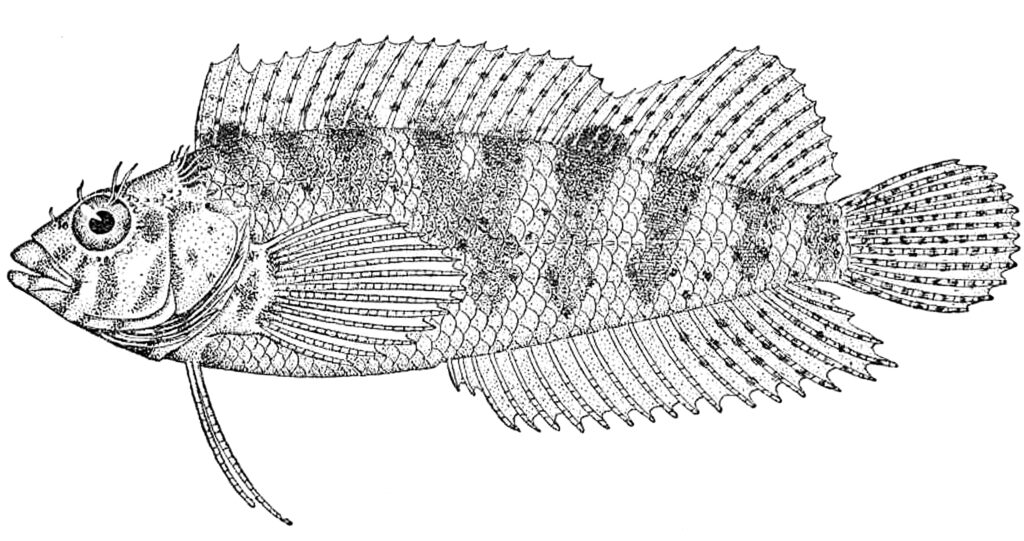 Dusky Blenny (Malacoctenus gilli) |commons:File:Malacoctenus gilli.jpeg