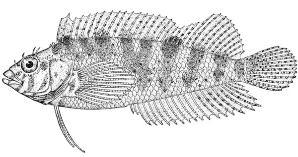 Dusky Blenny (Malacoctenus gilli) |commons:File:Malacoctenus gilli.jpeg