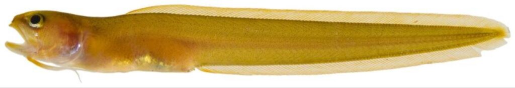 Dusky Cusk-eel (Parophidion schmidti) |commons:File:Parophidion schmidti.jpg
