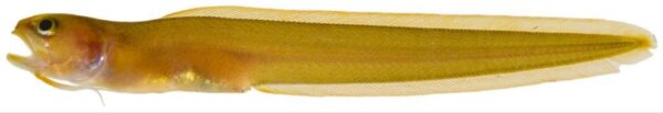Dusky Cusk-eel (Parophidion schmidti) |commons:File:Parophidion schmidti.jpg