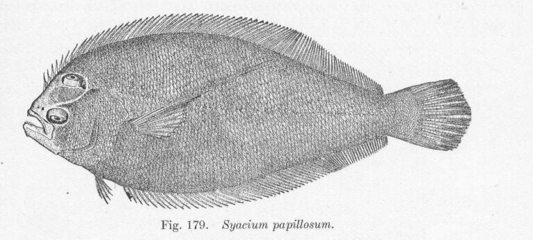 Dusky Flounder (Syacium papillosum) |commons:File:FMIB 51522 Syacium papillosum.jpeg