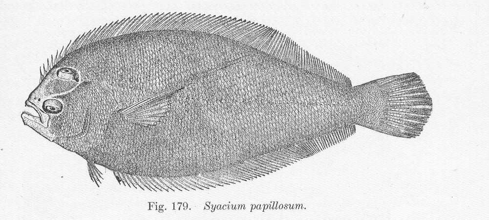 Dusky Flounder (Syacium papillosum) |commons:File:FMIB 51522 Syacium papillosum.jpeg
