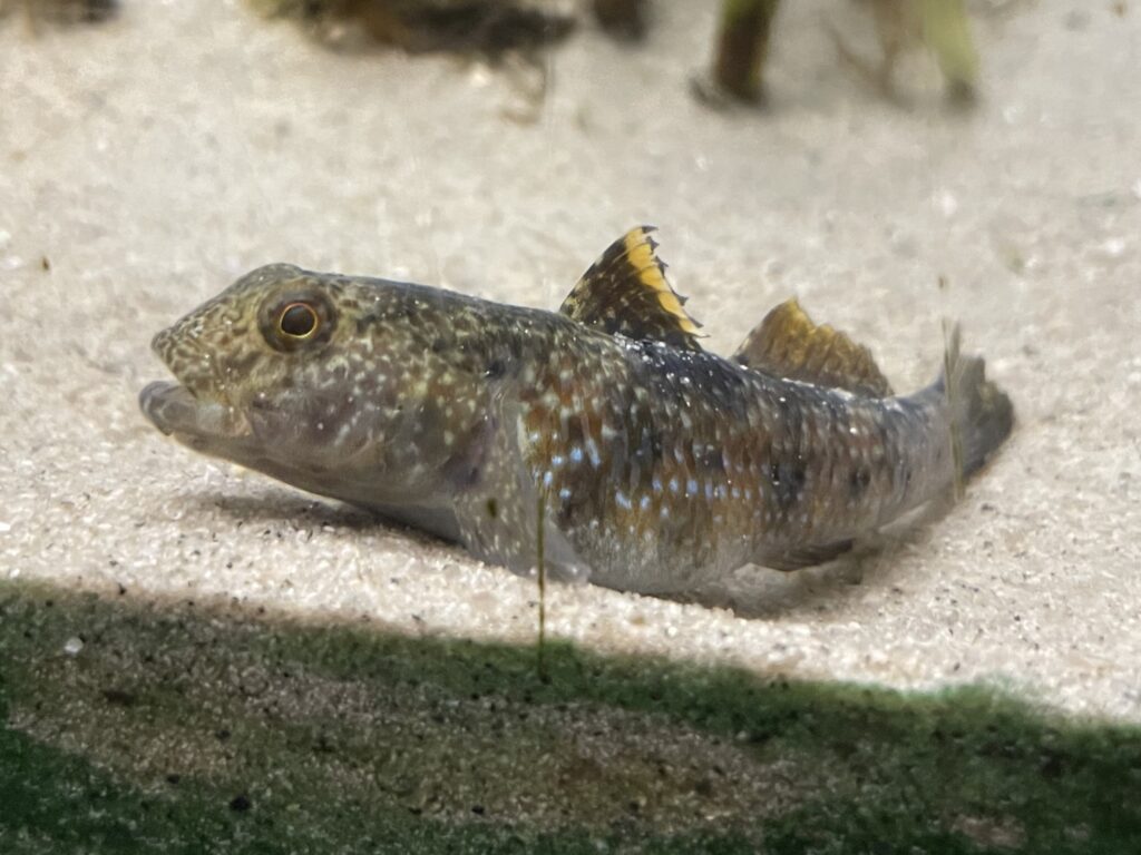 Dusky Frill-goby (Bathygobius fuscus) |commons:File:Bathygobius fuscus Mariho.jpg