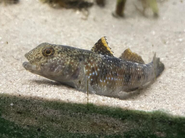 Dusky Frill-goby (Bathygobius fuscus) |commons:File:Bathygobius fuscus Mariho.jpg