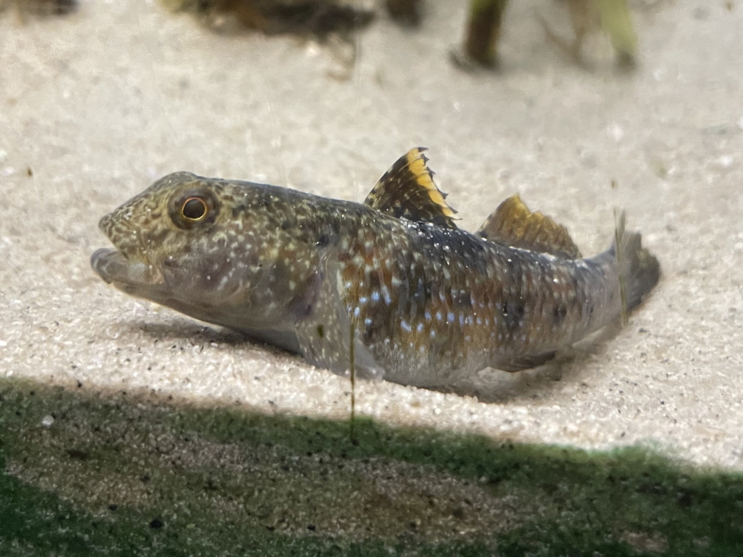 Dusky Frill-goby (Bathygobius fuscus) |commons:File:Bathygobius fuscus Mariho.jpg