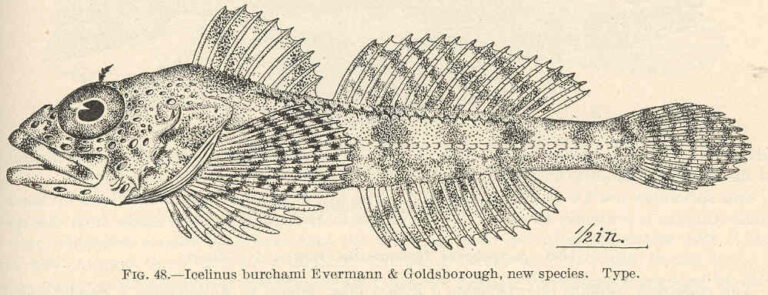Dusky Sculpin (Icelinus burchami) |commons:File:FMIB 39323 Icelinus burchami Evermann & Goldsborough, new species Type.jpeg