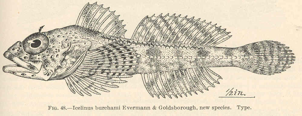 Dusky Sculpin (Icelinus burchami) |commons:File:FMIB 39323 Icelinus burchami Evermann & Goldsborough, new species Type.jpeg