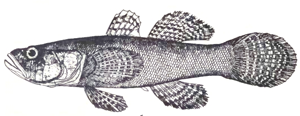 Dusky Sleeper (Eleotris fusca) |commons:File:Dusky sleeper, Eleotris fusca (Forster, 1801) by P. Bravo.jpg