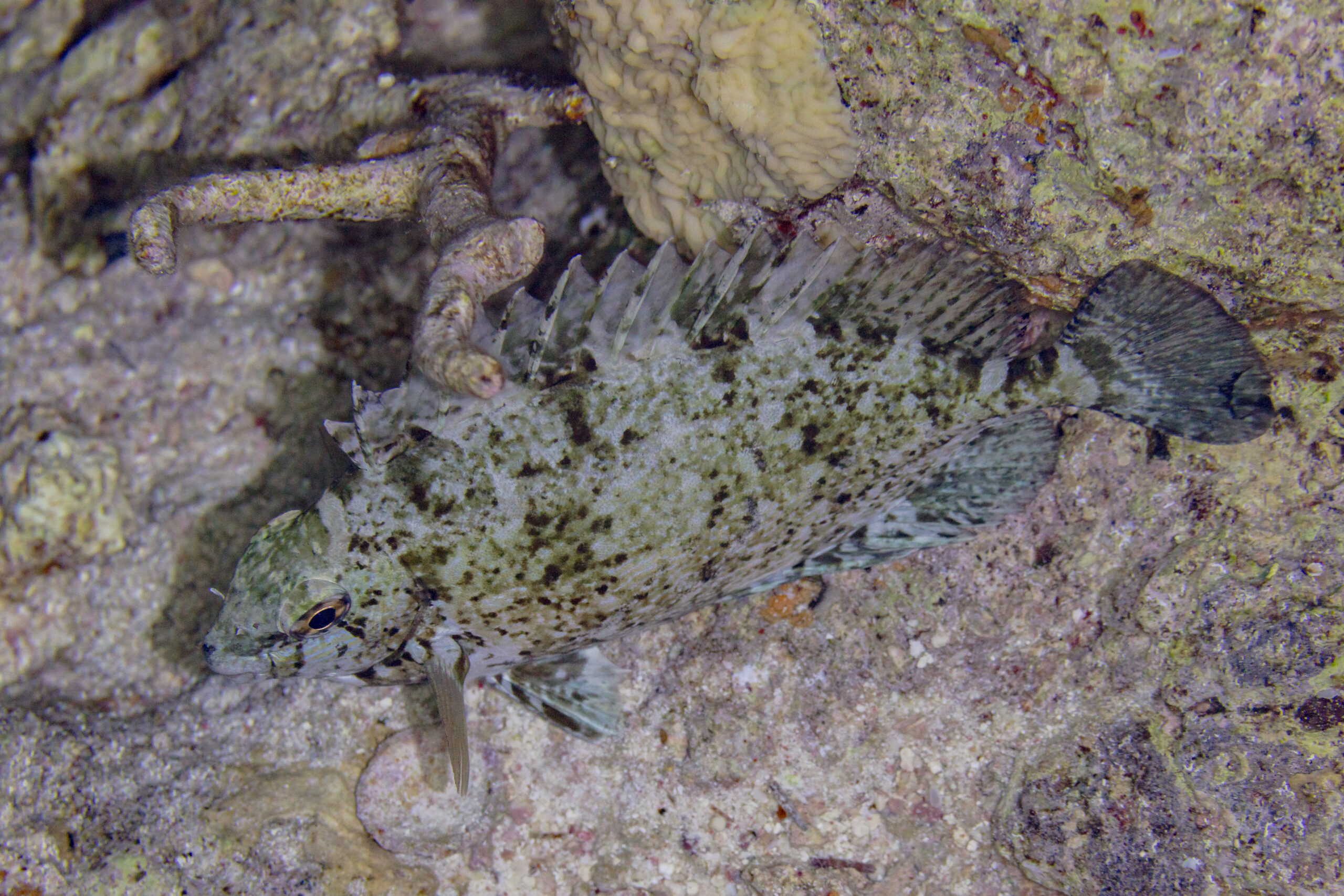 Dusky Spinefoot (Siganus luridus) |commons:File:Sigano nebuloso (Siganus luridus), mar Rojo, Egipto, 2023-04-15, DD 146.jpg