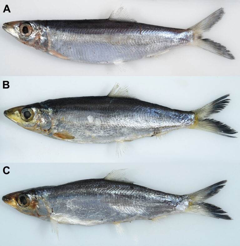 Dussumieria apollo (Dussumieria apollo) |commons:File:Dussumieria apollo.jpg