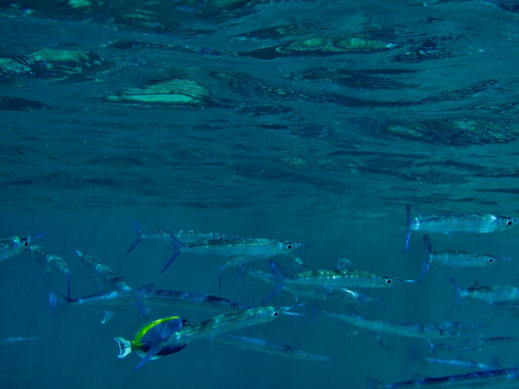 Dussumier's Halfbeak (Hyporhamphus dussumieri) |commons:File:Hyporhamphus dussumieri.JPG