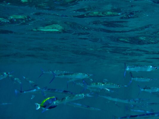 Dussumier's Halfbeak (Hyporhamphus dussumieri) |commons:File:Hyporhamphus dussumieri.JPG