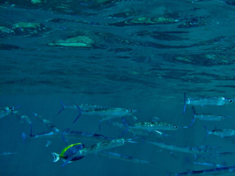 Dussumier's Halfbeak (Hyporhamphus dussumieri) |commons:File:Hyporhamphus dussumieri.JPG