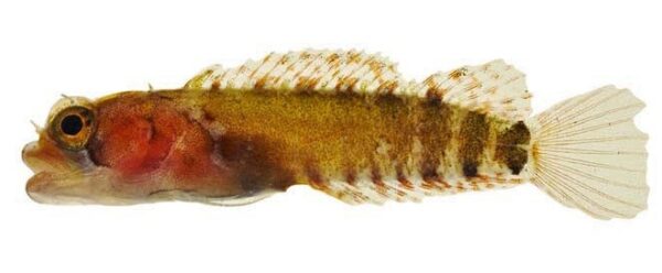 Dwarf Blenny (Starksia nanodes) |commons:File:Starksia nanodes.jpg